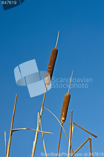 Image of Reed Mace 