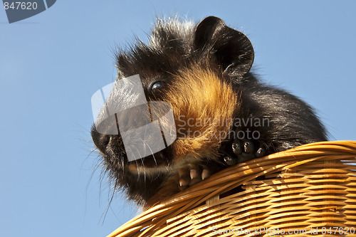 Image of Guinea Pig