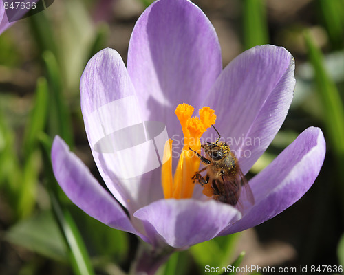 Image of Honey bee