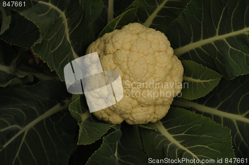 Image of Cauliflower