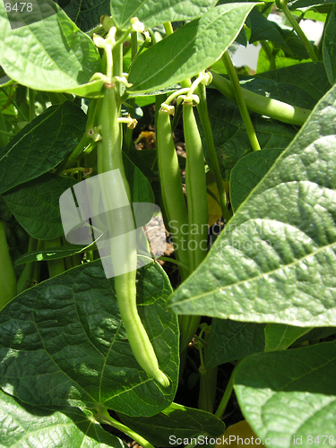 Image of French beans ready to pick.