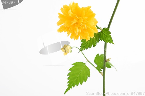 Image of yellow flower