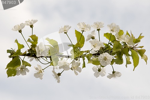 Image of white flower