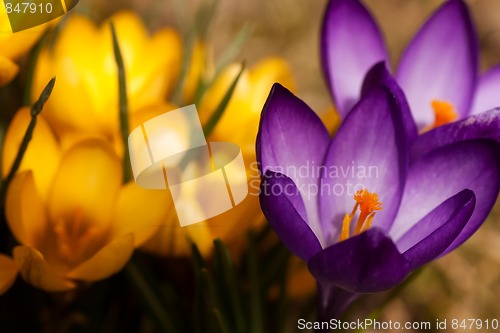 Image of crocus