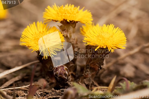 Image of tussilago farfare