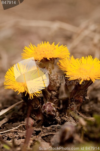 Image of coltsfoot