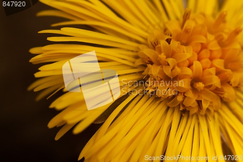 Image of coltsfoot