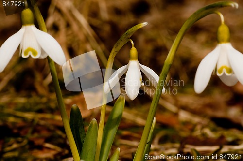 Image of snowdrops