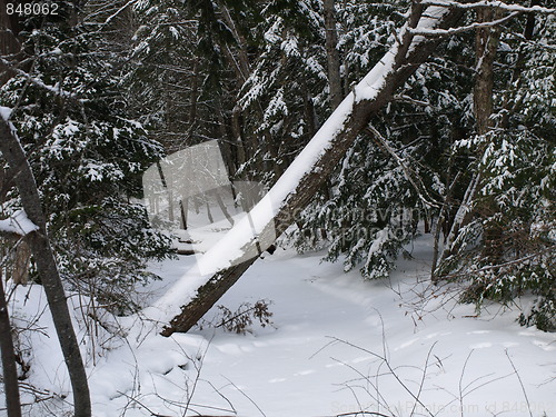 Image of Nature of winter.