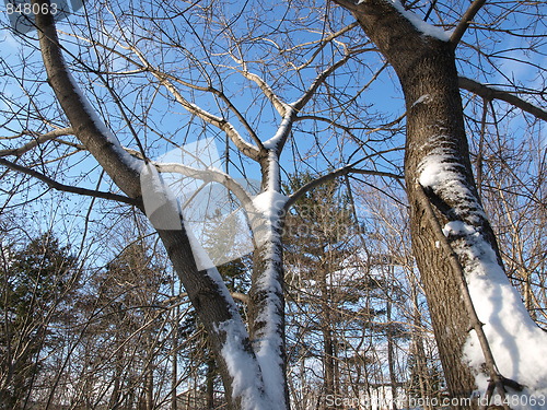 Image of Nature of winter.