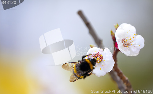 Image of bee