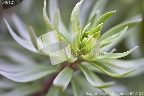 Image of green plant