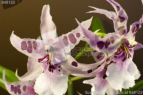 Image of Orchid , Miltassia