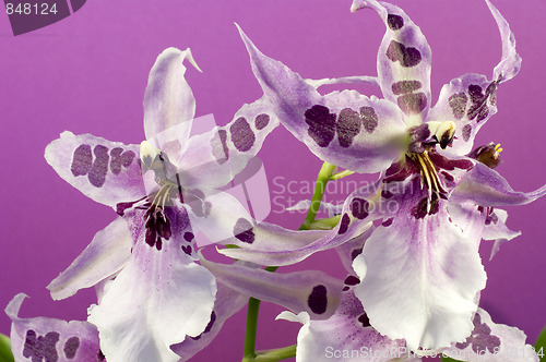 Image of Orchid , Miltassia