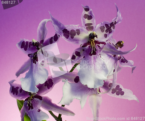 Image of Orchid , Miltassia