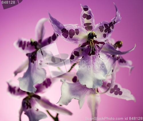 Image of Orchid , Miltassia