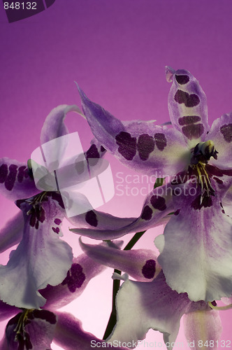 Image of Orchid , Miltassia