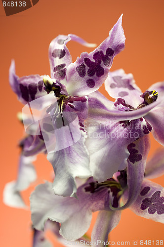 Image of Orchid , Miltassia