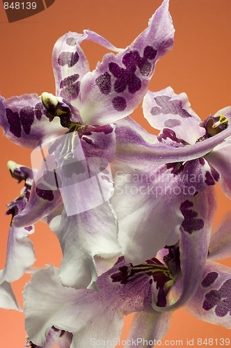 Image of Orchid , Miltassia