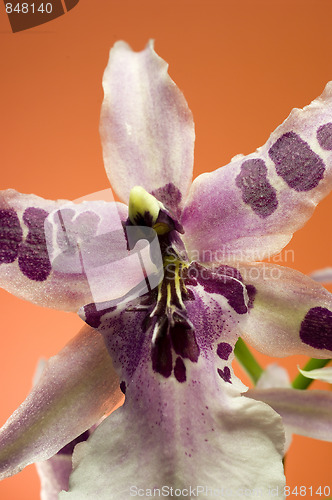 Image of Orchid , Miltassia