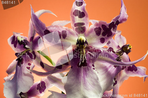 Image of Orchid , Miltassia