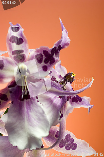 Image of Orchid , Miltassia