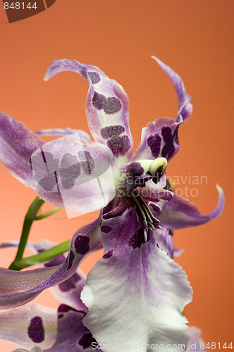 Image of Orchid , Miltassia