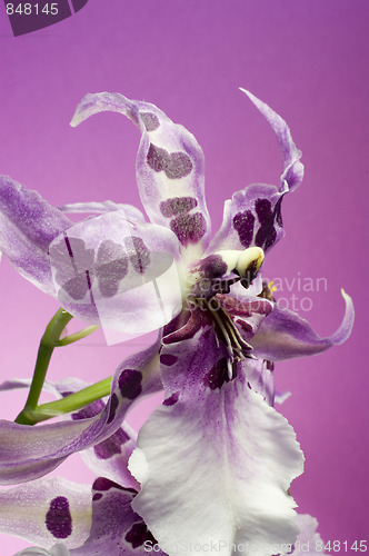 Image of Orchid , Miltassia