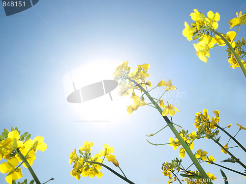 Image of Canola field