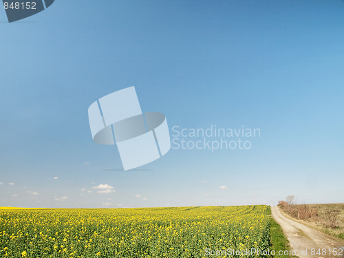 Image of Rapeseed field at spring