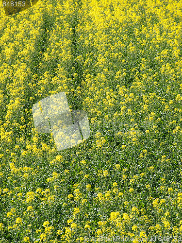 Image of Rapeseed field background