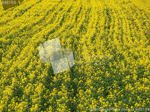 Image of Rapeseed field background