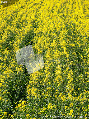 Image of Rapeseed field background