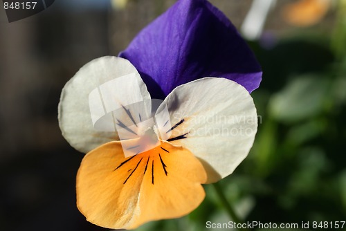 Image of Pansy Viola Tricolor