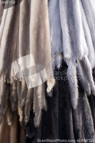 Image of Animal furskin