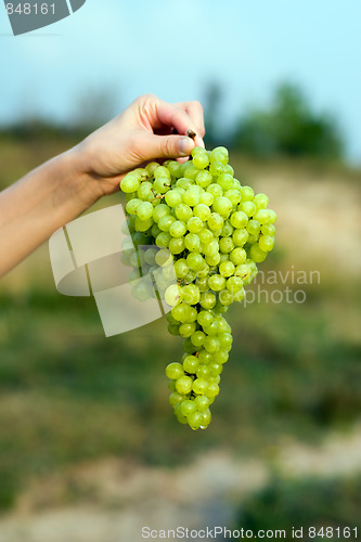 Image of Grape in hand
