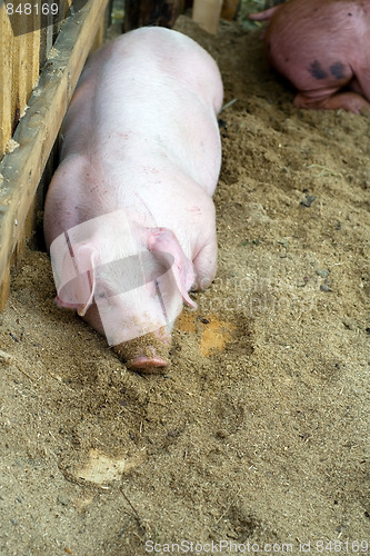 Image of Pig in frame
