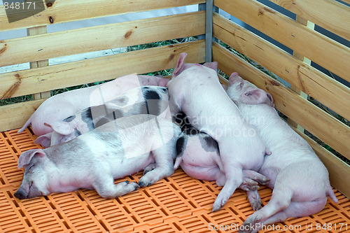 Image of Piglings sleeping