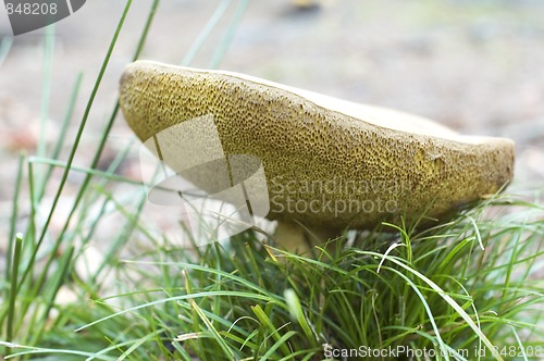 Image of Forest Mushroom
