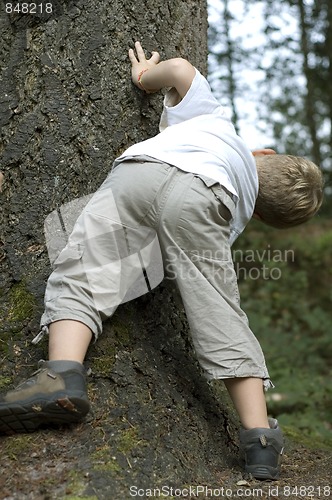 Image of Peek around the tree