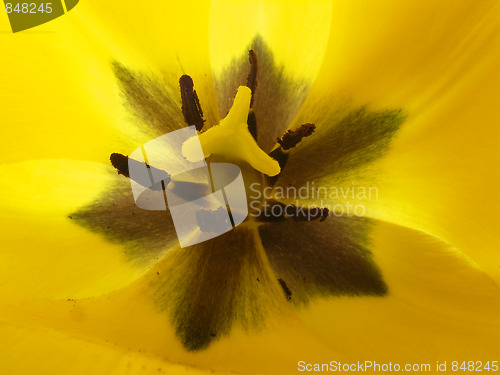 Image of tulip