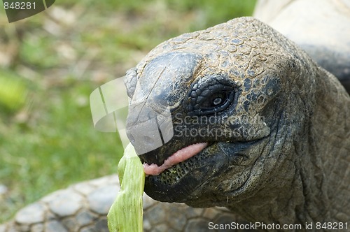 Image of eating giant tortois