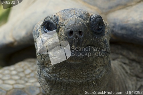 Image of giant tortois