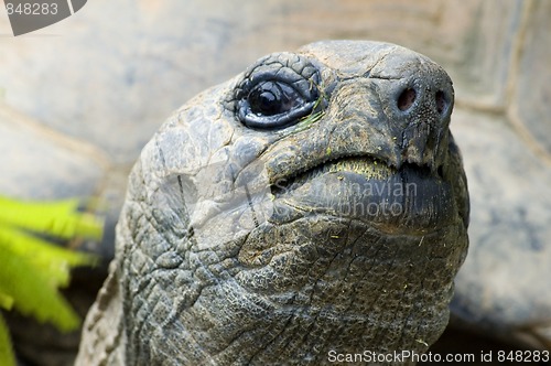 Image of cocky giant tortois