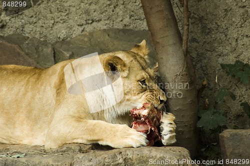 Image of Eating Lioness