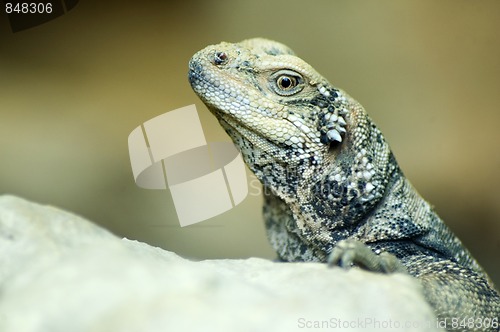 Image of Closeup of Lizard