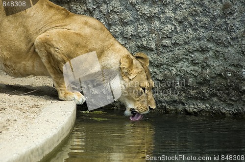 Image of Drinking Lioness