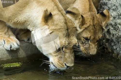 Image of two drinking lionesses