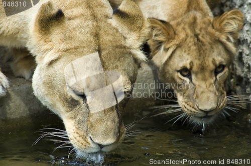 Image of Two drinking Lionesses -2