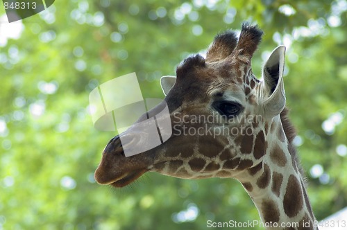 Image of Curious Giraffe